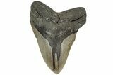Fossil Megalodon Tooth - South Carolina #204592-1